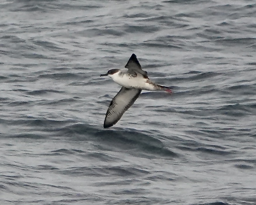 great shearwater